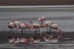 Hugh Leslie Flamingos